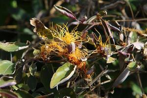Dodder is a genus of parasitic plants in the bindweed family. photo