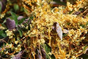 Dodder is a genus of parasitic plants in the bindweed family. photo