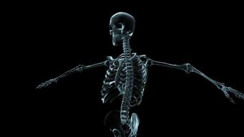 3D medical animation of a human skeleton rotating. video