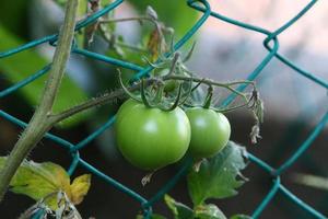 Rich harvest of cherry tomato in the collective farm garden. photo