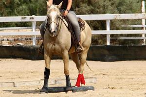 caballo en el establo en israel. foto