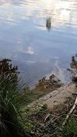 bela paisagem em um lago com uma superfície de água reflexiva video