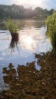 bela paisagem em um lago com uma superfície de água reflexiva video