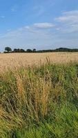 View over a rye field in good weather. video