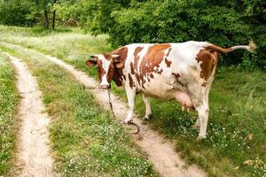 red white cow on field near footpath photo