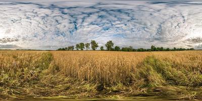 full seamless spherical hdri panorama 360 degrees angle view among rye and wheat fields in summer day with beautiful cirrocumilus clouds in equirectangular projection photo