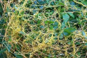 Dodder is a genus of parasitic plants in the bindweed family. photo