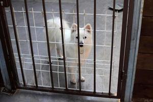 The dog sits behind a high fence. photo