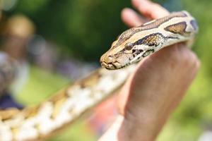 head of Reticulated python in the hands of man photo