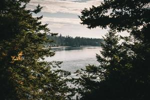 Peering Through the Trees photo