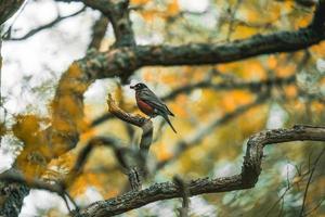 Red Robin, Yellow Leaves photo