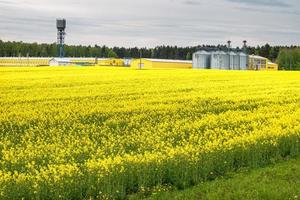 campo de flor de colza, canola colza en brassica napus en planta de procesamiento agrícola para procesamiento y silos de plata para secado, limpieza y almacenamiento de productos agrícolas, harina, cereales y granos foto