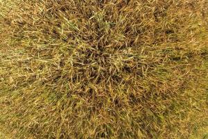 ears of barley sway in the wind. Field of beautiful summer gold rye barley and wheat closeup for green industry. Wide angle top view photo