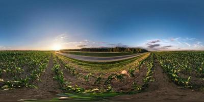 vista de ángulo de 360 grados de panorama hdri esférico completo sin fisuras cerca de la carretera asfaltada entre el campo de maíz en la puesta de sol de la tarde de verano en proyección equirectangular, contenido de realidad virtual listo vr ar foto