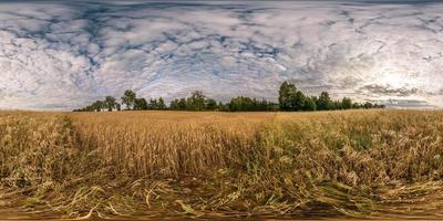 vista de ángulo de 360 grados de panorama hdri esférico completo sin costuras entre campos de centeno y trigo cosechados con fardos de heno en el día de verano con hermosas nubes cirrocumilus en proyección equirectangular foto