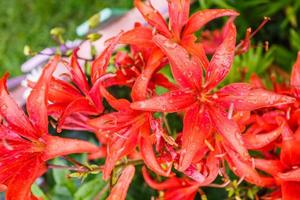 Wild red tiger lilies in garden. Lilium lancifolium as wallpaper or background. photo