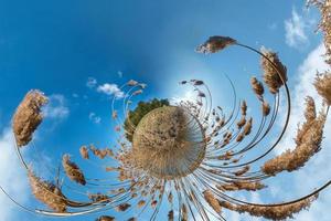 Little planet transformation with curvature of space. Spherical aerial 360 view panorama on the shore of lake with thickets of reeds in sunny summer photo