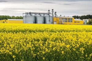 Field of flower of rapeseed, canola colza in Brassica napus on agro-processing plant for processing and silver silos for drying cleaning and storage of agricultural products, flour, cereals and grain photo