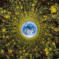 inversion of Little planet transformation of spherical panorama 360 degrees. Spherical abstract aerial view in rapeseed field with awesome beautiful clouds. Curvature of space. photo