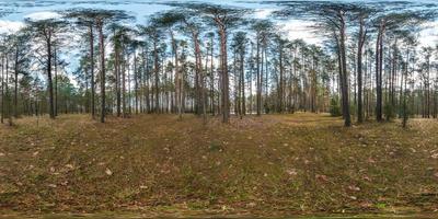 panorama hdri esférico completo vista en ángulo de 360 grados en el sendero para peatones y carril para bicicletas en el bosque de pinos en proyección equirectangular. contenido vr ar foto