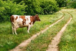 red white cow on field near footpath photo