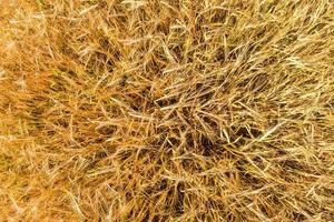 las espigas de cebada se mecen con el viento. campo de cebada de centeno de oro de verano hermoso y primer plano de trigo para la industria verde. vista superior gran angular foto