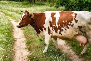 red white cow on field near footpath photo