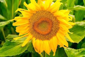 girasoles amarillos brillantes en plena floración en el jardín para que el aceite mejore la salud de la piel y promueva la regeneración celular foto