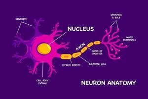 Interesting Human Neuron or Nerve Cell Anatomy Flat Design Vector Illustration