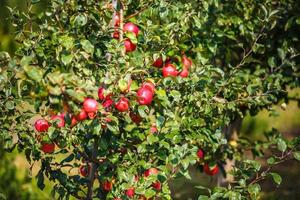 grandes manzanas rojas maduras colgando de la rama de un árbol en el huerto listas para la cosecha foto