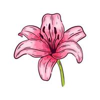 flor de lirio rosa, sobre fondo blanco, ilustración vectorial. vector