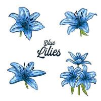 Blue lily flowers, set on white background, vector illustration.