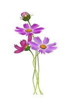 Cosmos flowers isolated on white background photo