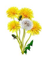 dandelion flowers isolated on white background photo