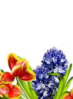 Spring flowers tulips and hyacinths isolated on white background photo