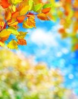 Autumn leaves against a blue sky with clouds photo