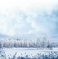 Frozen winter forest with snow covered trees. photo