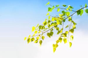 Green birch leaves on a background of the spring landscape. photo