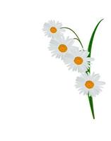 daisies summer white flower isolated on white background photo