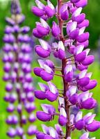 Summer landscape with beautiful bright lupine flowers photo