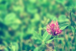 Green clover leaves on a background summer landscape photo