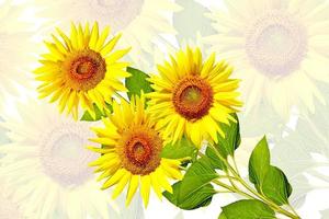 beautiful sunflower isolated photo