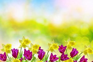 Bright and colorful spring flowers daffodils and tulips photo