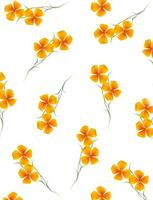 Yellow flower garden colorful eschscholzia isolated on white background. photo