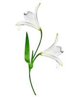 flores de lirio aisladas sobre fondo blanco foto