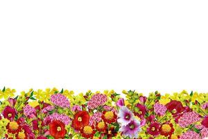 flowers isolated on white background photo