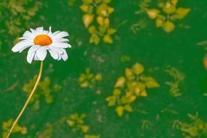 White bright daisy flowers on a background of the summer landscape. photo