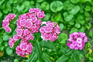 Bright and colorful carnation flowers photo