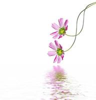 daisies summer flower isolated on white background. photo