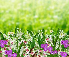 Background of flowers. photo